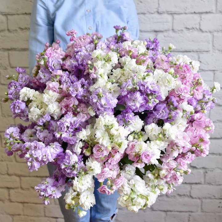 Облако маттиол в Новом Уренгое