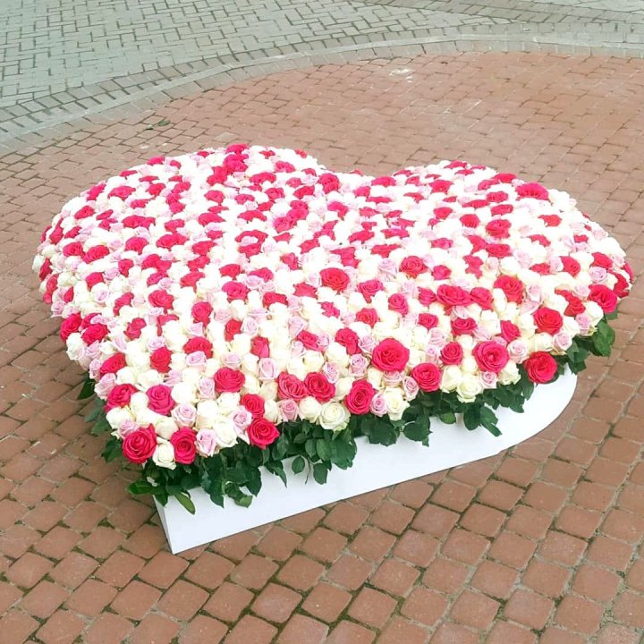 555 роза  в Новом Уренгое