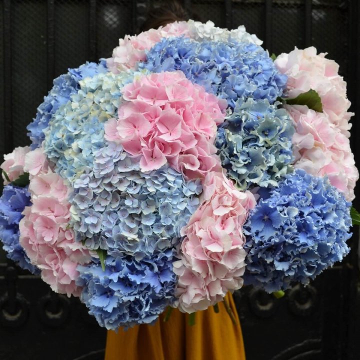 Букет гортензий "Фонтан" в Новом Уренгое