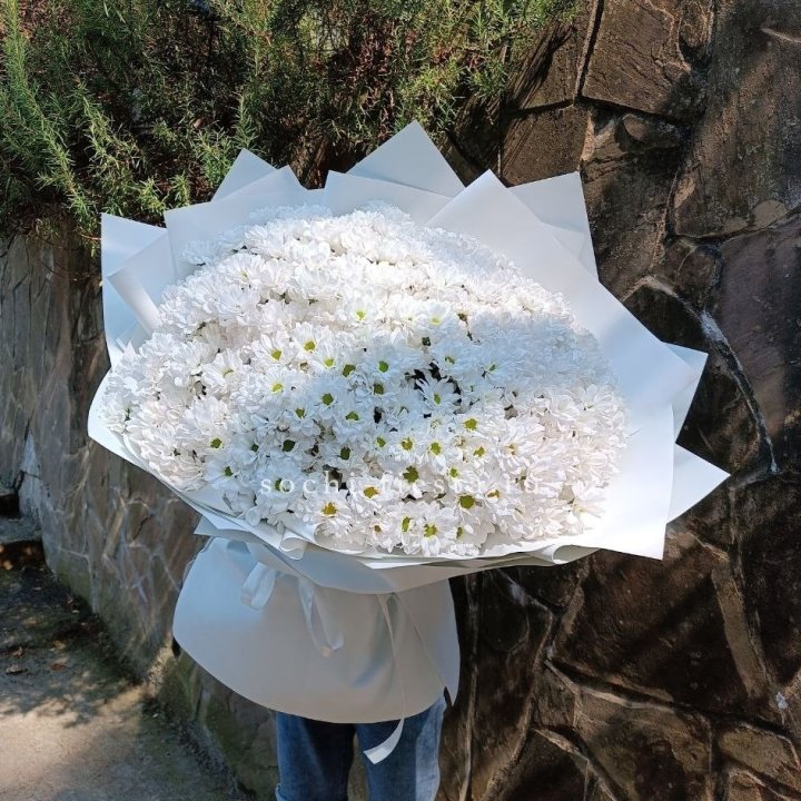 Облако хризантем №2 в Новом Уренгое