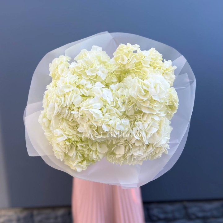 7 белых гортензий в Новом Уренгое