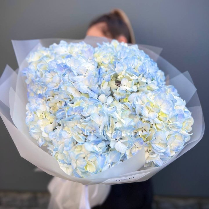 5 голубых гортензий в Новом Уренгое