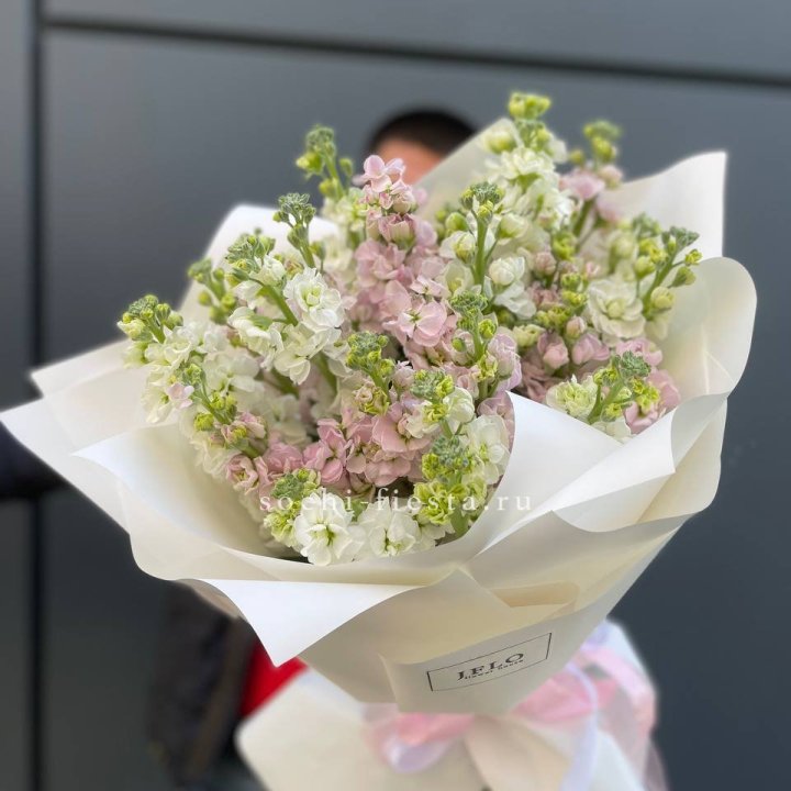 29 маттиол  в Новом Уренгое