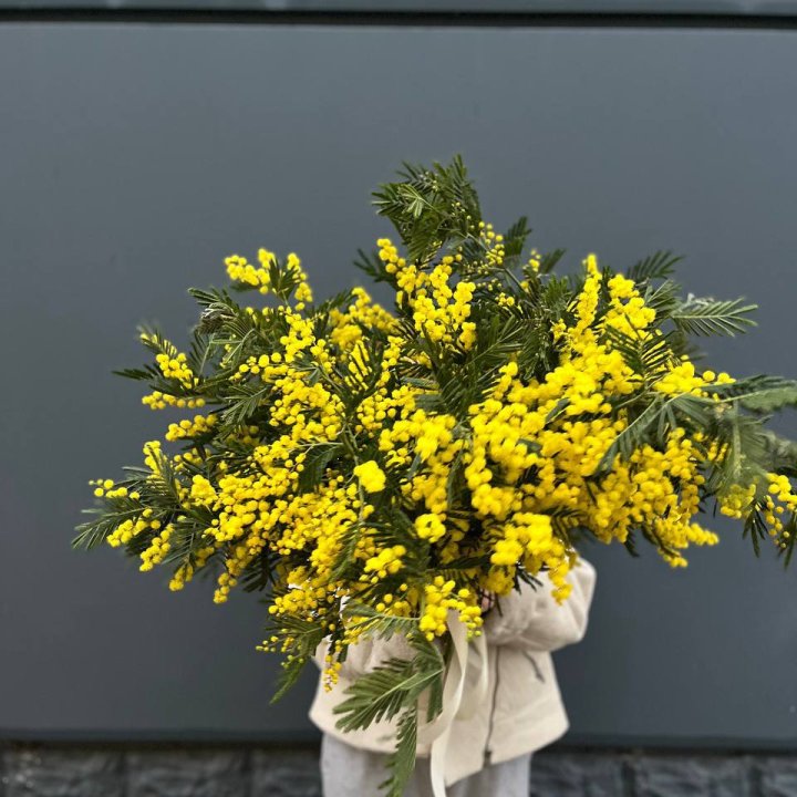 Охопка мимозы в Новом Уренгое