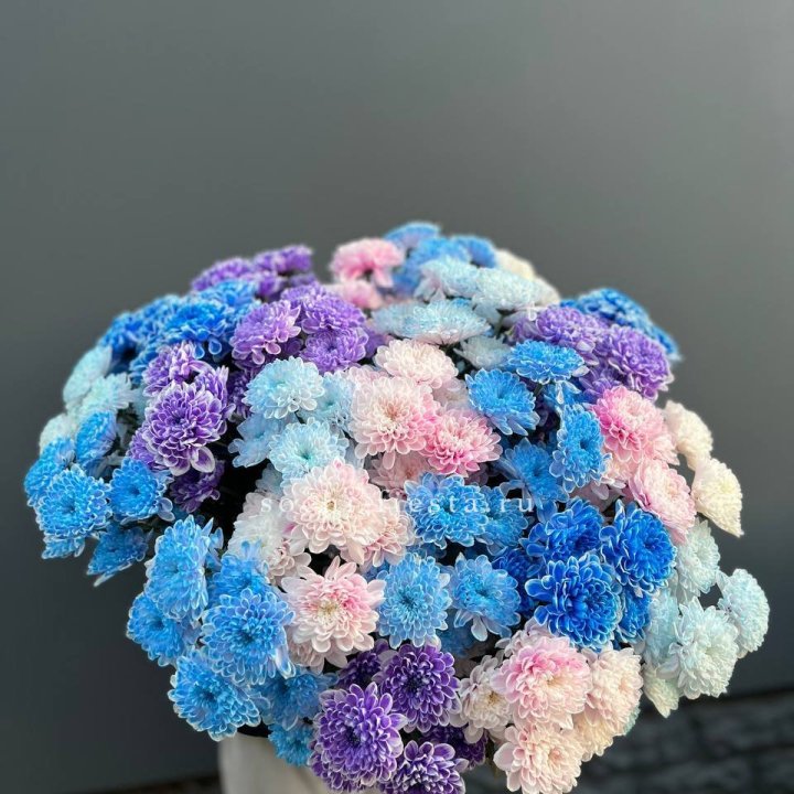 25 цветных хризантем в Новом Уренгое